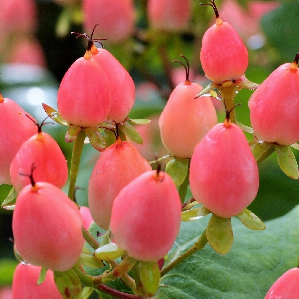 Hypericum inodorum 'Magical Innocence'